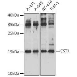 CST1 Rabbit pAb