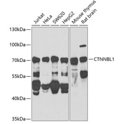 CTNNBL1 Rabbit pAb