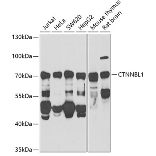 CTNNBL1 Rabbit pAb