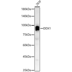 DDX1 Rabbit pAb