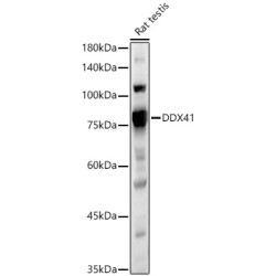 DDX41 Rabbit pAb
