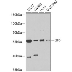 EIF5 Rabbit pAb