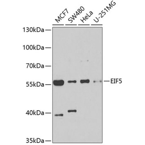 EIF5 Rabbit pAb