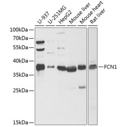 FCN1 Rabbit pAb