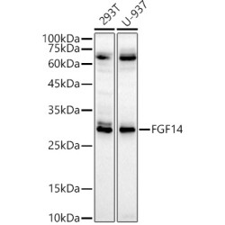 FGF14 Rabbit pAb