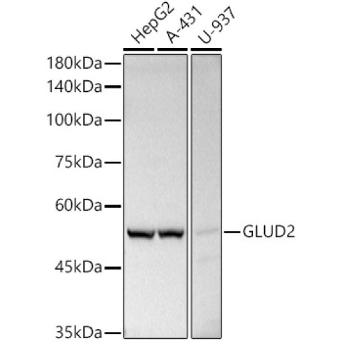 GLUD2 Rabbit pAb