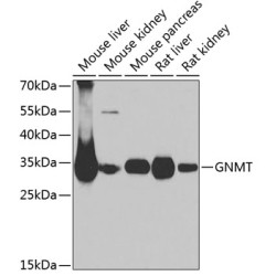 GNMT Rabbit pAb