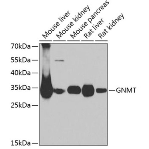 GNMT Rabbit pAb