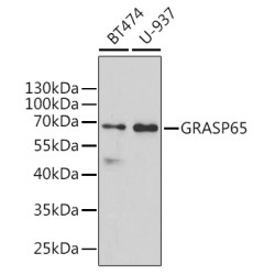 GRASP65 Rabbit pAb