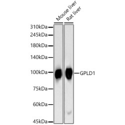GPLD1 Rabbit pAb