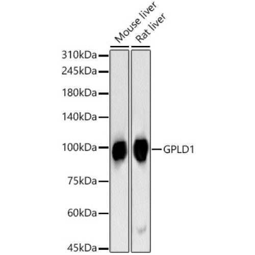 GPLD1 Rabbit pAb