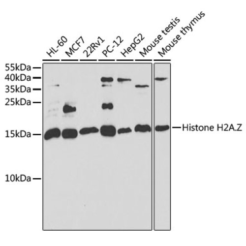 [KO Validated] Histone H2A.Z Rabbit pAb