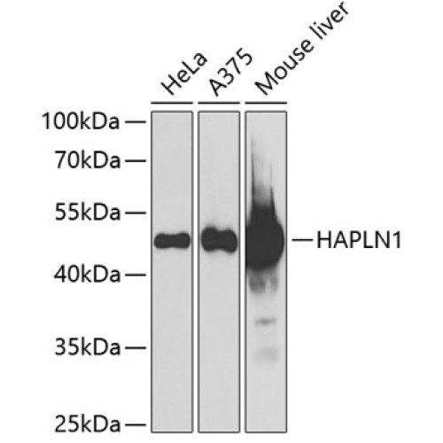 HAPLN1 Rabbit pAb