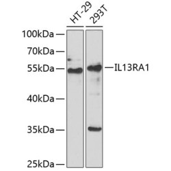 IL13RA1 Rabbit pAb