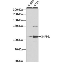INPP5J Rabbit pAb