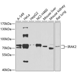 IRAK2 Rabbit pAb