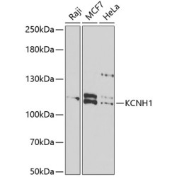 KCNH1 Rabbit pAb