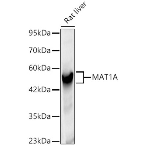 MAT1A Rabbit pAb