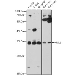 MGLL Rabbit pAb
