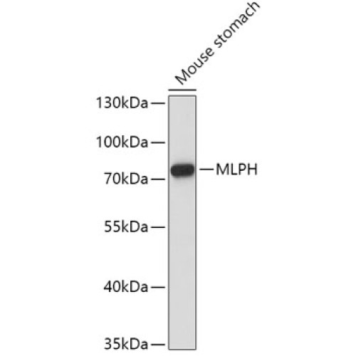 MLPH Rabbit pAb