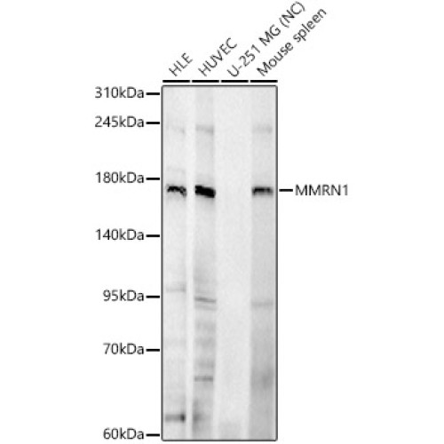 MMRN1 Rabbit pAb