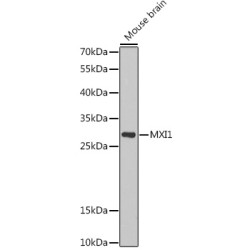 MXI1 Rabbit pAb