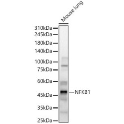 NFKB1 Rabbit pAb