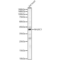 NHLRC1 Rabbit pAb