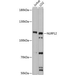NLRP12 Rabbit pAb