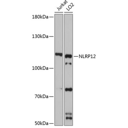 NLRP12 Rabbit pAb