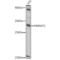 NMNAT1 Rabbit pAb
