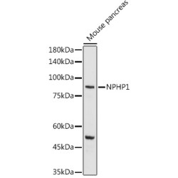 NPHP1 Rabbit pAb
