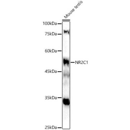 NR2C1 Rabbit pAb