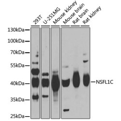 NSFL1C Rabbit pAb