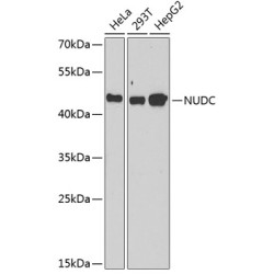 NUDC Rabbit pAb