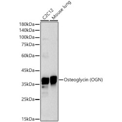 Osteoglycin (OGN) Rabbit pAb