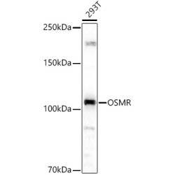 OSMR Rabbit pAb