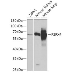 P2RX4 Rabbit pAb