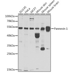 Pannexin 1 Rabbit pAb