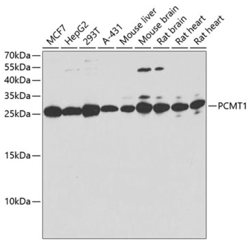 PCMT1 Rabbit pAb