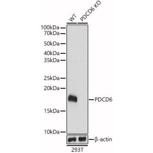 [KO Validated] PDCD6 Rabbit pAb