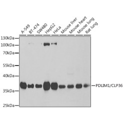 PDLIM1/CLP36 Rabbit pAb
