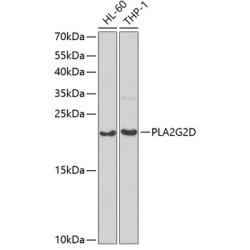 PLA2G2D Rabbit pAb
