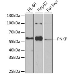 PNKP Rabbit pAb