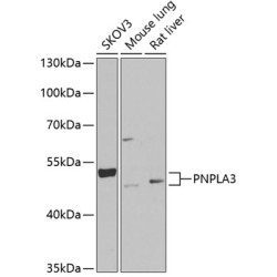 PNPLA3 Rabbit pAb