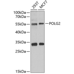 POLG2 Rabbit pAb