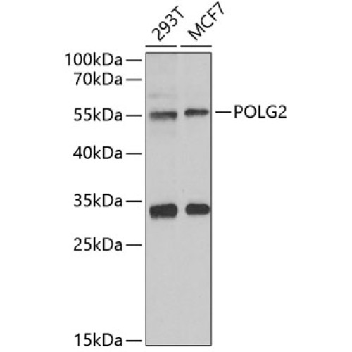 POLG2 Rabbit pAb