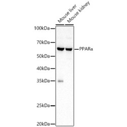 PPARα Rabbit pAb