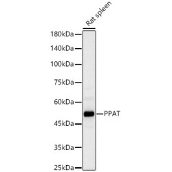 PPAT Rabbit pAb