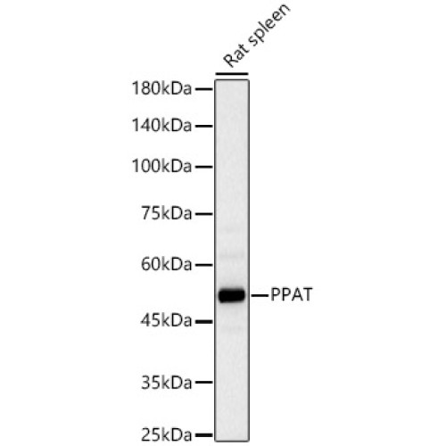 PPAT Rabbit pAb